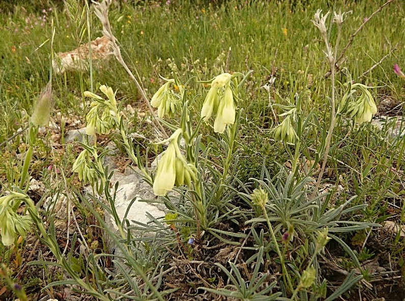 Onosma echioides / Viperina comune